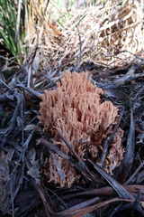 Ramaria capitata ochraceosalmonicolor