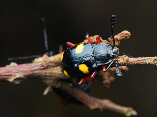 Eumorphus, 2026-09-20