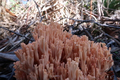 Ramaria capitata ochraceosalmonicolor