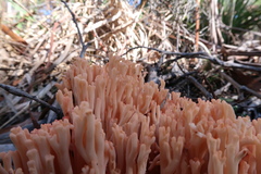 Ramaria capitata ochraceosalmonicolor