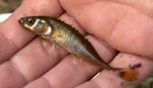 Ninespine Stickleback, Burgemeester van Baaklaan, Wilnis, Utrecht, NL, photo 8 of 10