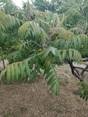 Rhus typhina
