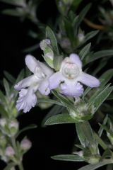 Prostanthera behriana