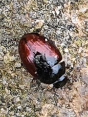 Cercyon melanocephalus