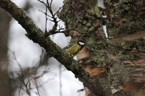 Great Tit