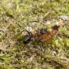 Formica polyctena × rufa