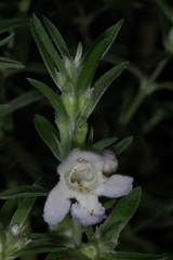 Prostanthera behriana