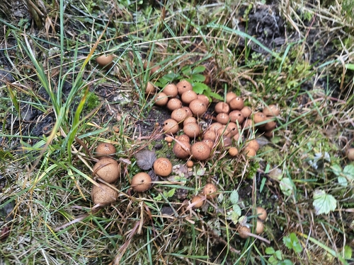 Pear-shaped Puffball