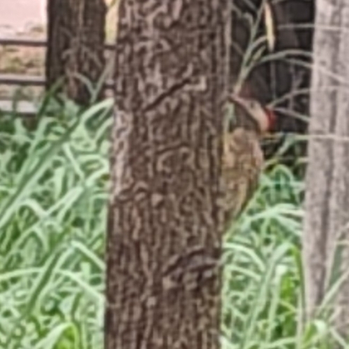 Green-barred Woodpecker