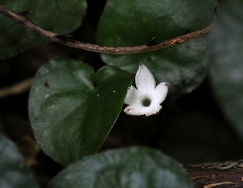 Geophila herbacea observed 2026-10-07