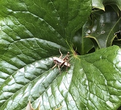 Pholidoptera griseoaptera