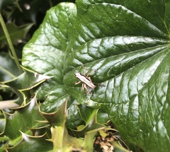 Pholidoptera griseoaptera