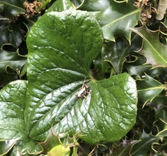 Pholidoptera griseoaptera