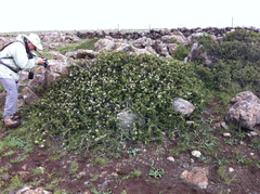 Ceanothus decornutus