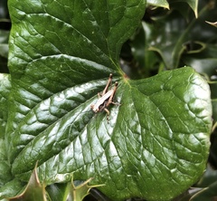 Pholidoptera griseoaptera