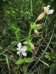 Silene latifolia