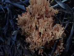Ramaria capitata ochraceosalmonicolor