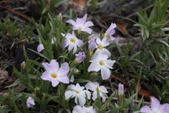 Phlox sibirica