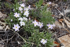 Phlox sibirica