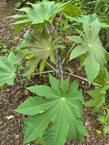 castor bean