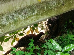 Syrmaticus soemmerringii