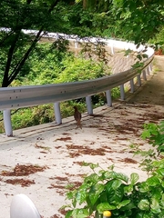 Syrmaticus soemmerringii