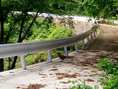 Syrmaticus soemmerringii