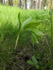 Polygonatum odoratum