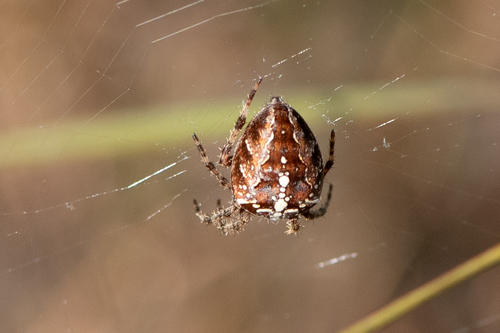 Cross Orbweaver