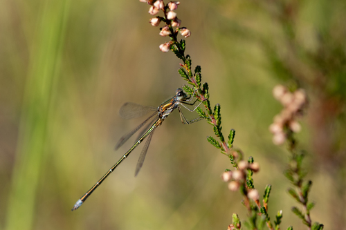Lestes virens vestalis