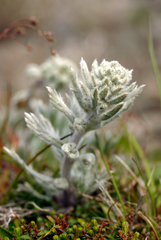 Artemisia furcata