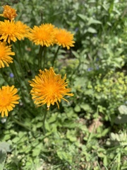 Crepis aurea
