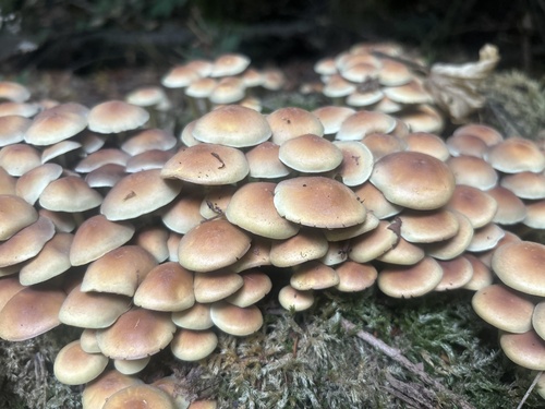 Sulphur Tuft