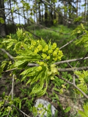Acer platanoides