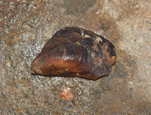 Modiolus barbatus observed 2026-10-07