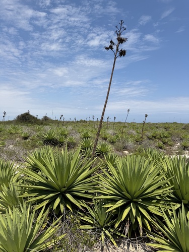 Agave angustifolia observed 2026-10-07