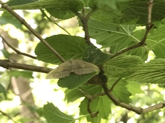 Scotopteryx