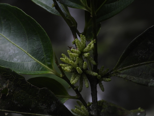 Lacistema aggregatum observed 2026-08-25