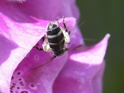 Ashy Furrow Bee, Groesbeek, Nederland, photo 5 of 10