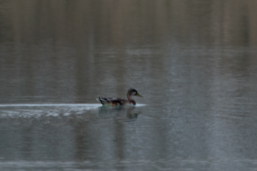 Mallard
