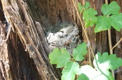 Empidonax difficilis