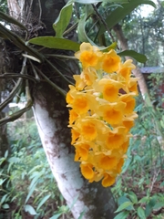 Dendrobium densiflorum