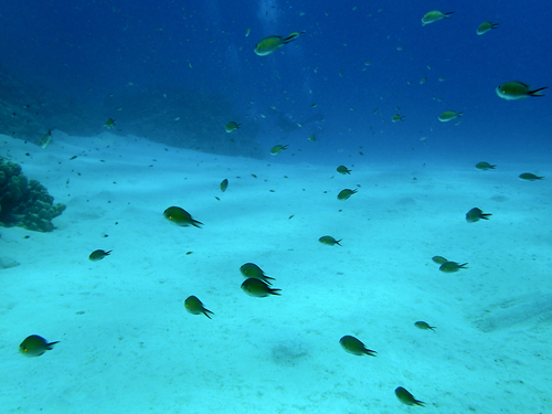 Chromis flavaxilla observed 2026-09-05