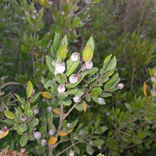 myrtle