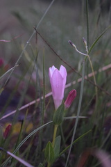 Spigelia alabamensis