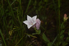Spigelia alabamensis