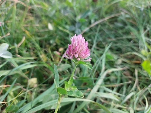 Red Clover
