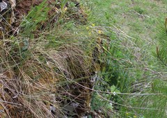 Helictotrichon desertorum