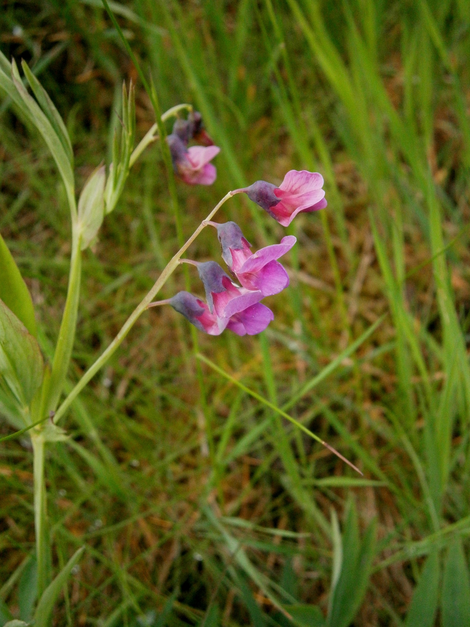 Lathyrus linifolius