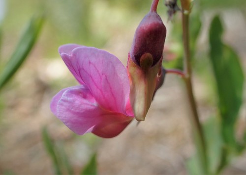 Bitter Vetch